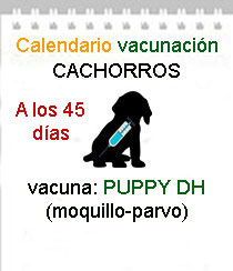 veterinario a domicilio vacunacion cachorros