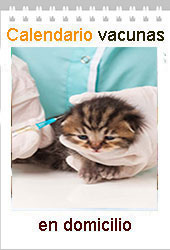 vacunacion gatitos