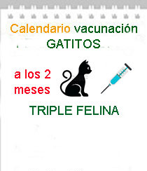 veterinario a domicilio vacunacion triple felina gatitos