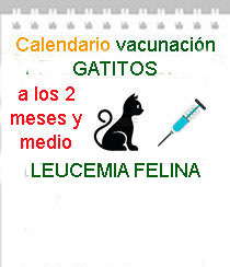 veterinario a domicilio vacunacion leucemia cachorros