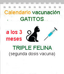 veterinario a domicilio vacunacion gato triple felina