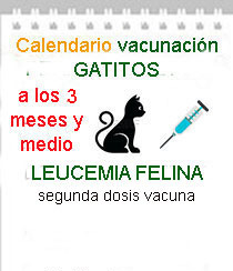 veterinario a domicilio vacunacion leucemia gatos