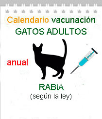 vacuna rabia gatos