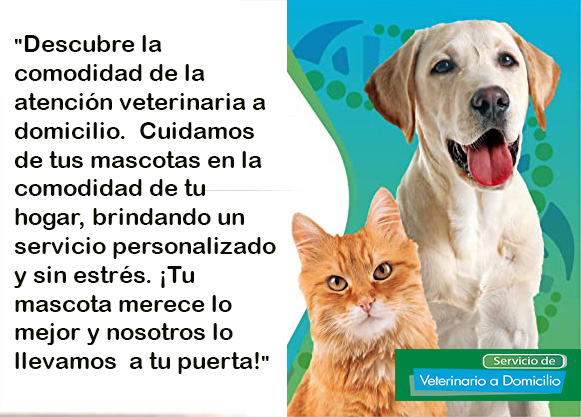 veterinario torrejon consulta veterinaria a domicilio perros y gatos