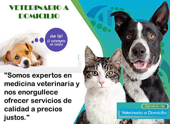 servicio veterinario a domicilio mascotas perros y gatos