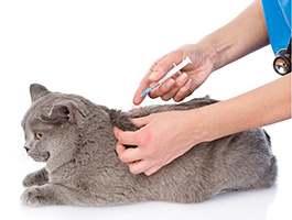 veterinario a domicilio vacunacion gatos torrejon de ardoz