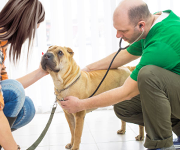 ventajas servicio a domicilio veterinario mascotas
