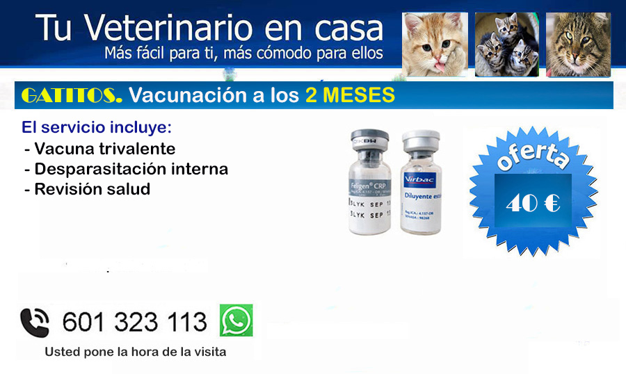 veterinario vacunacion gatitos a domicilio