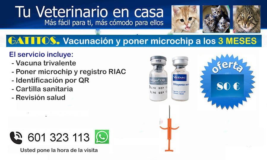 veterinario a domicilio vacunacion gatitos