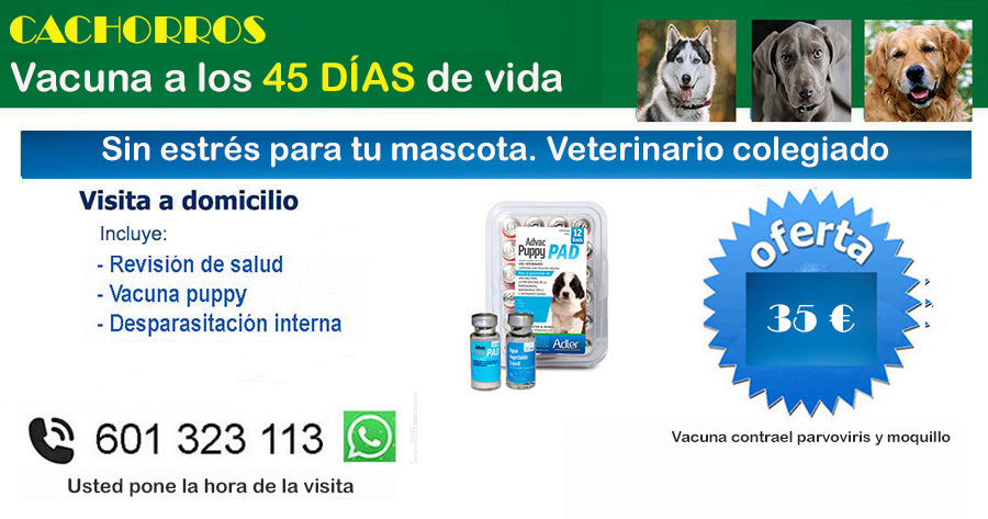 veterinario a domicilio vacunacion cachorros 45 dias puppy