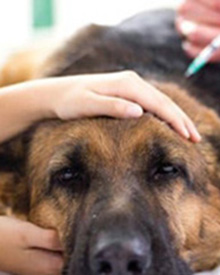 veterinario a domicilio enfermedades bacterianas mascotas
