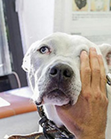 consulta veterinaria a domicilio mascotas enfermedades neurológicas