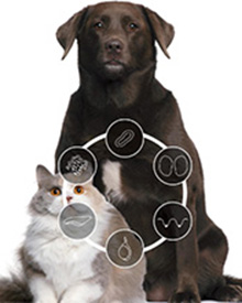 consulta veterinario a domicilio mascotas enfermedades endocrinas