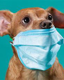 veterinario domicilio consulta aparato respiratorio mascotas
