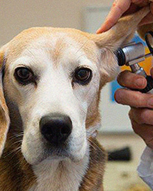 consulta veterinaria a domicilio mascotas enfermedades del oido