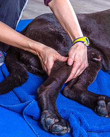 consulta veterinaria a domicilio mascotas patología aparato locomotor