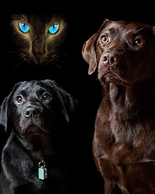 consulta veterinario a domicilio oftalmologia mascotas
