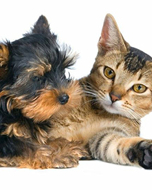 consulta veterinaria a domicilio mascotas patologia genital