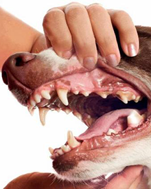 veterinario a domicilio consulta odontología mascotas