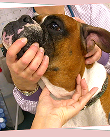 consulta veterinaria a domicilio mascotas enfermdades linfaticas