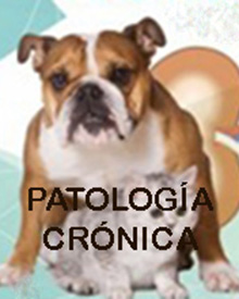 consulta veterinaria a domicilio mascotas patología cronica