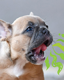 veterinario a domicilio mascotas aparato digestivo consulta