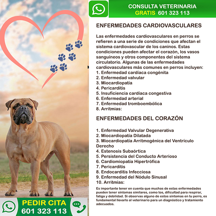 enfermedades cardiovasculares perros