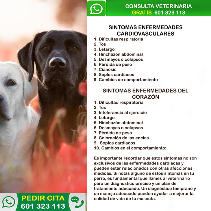 sintomas enfermedades cardiovasculares perros