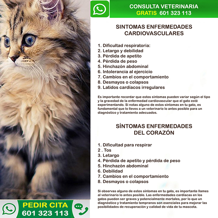 sintomas enfermedades cardiovasculares gatos