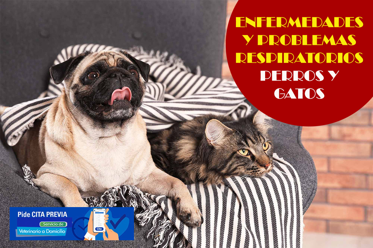 consulta veterinaria a domicilio enfermedades perros y gatos