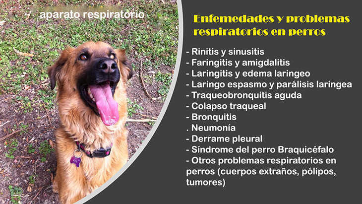 enfermedades respiratorias en perros y gatos consulta veterinaria
