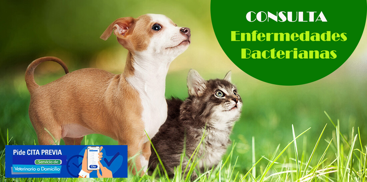 consulta veterinaria a domicilio enfermedades bacterianas perros y gatos