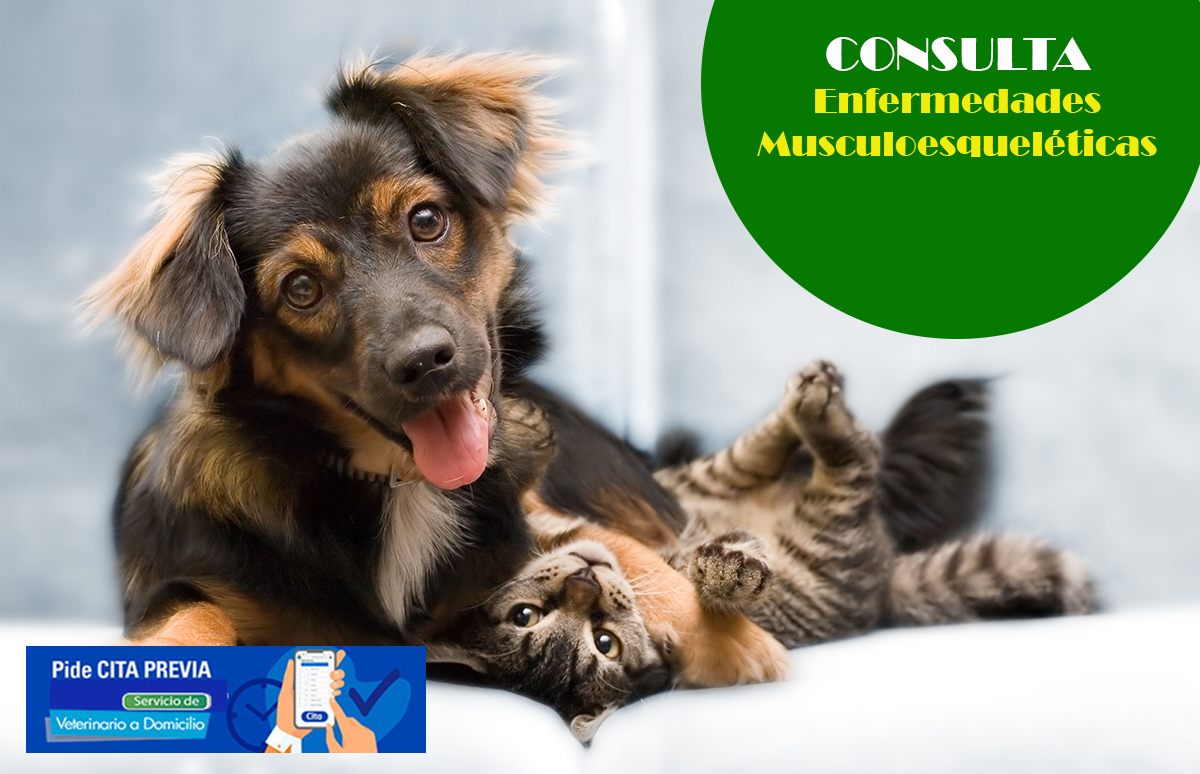 consulta veterinaria a domicilio enfermedades musculoesqueleticas mascotas
