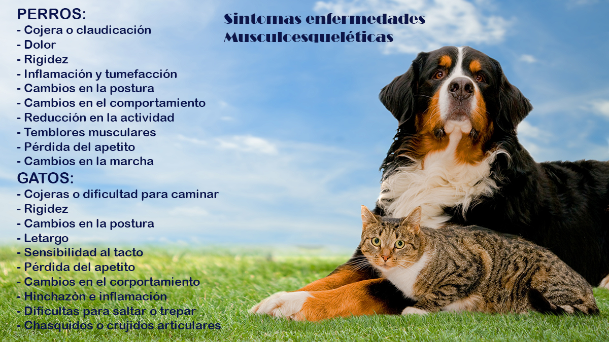 sintomas en enfermedades musculoequeleticas perros y gatos