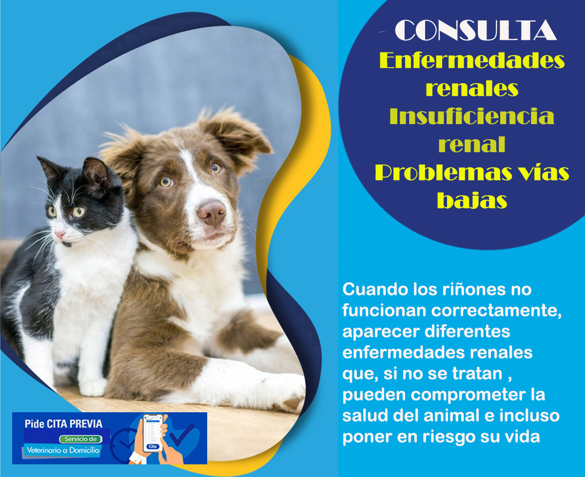 veterinario a domicilio enfermedades renales perros y gatos
