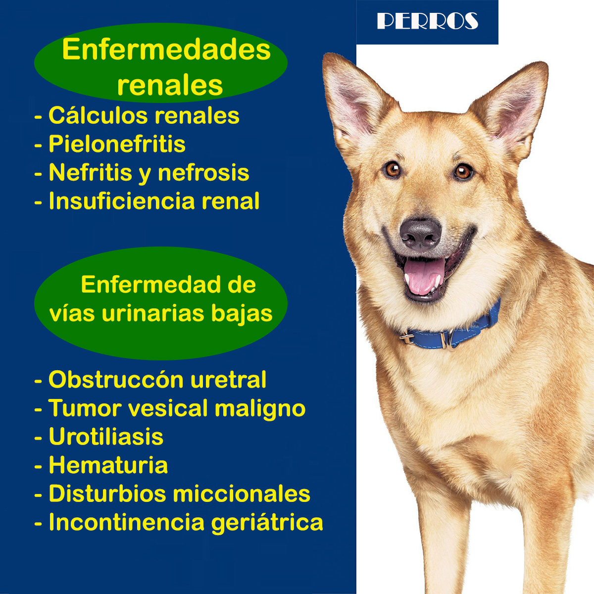 consulta veterinaria a domicilio enfermedades renales perros