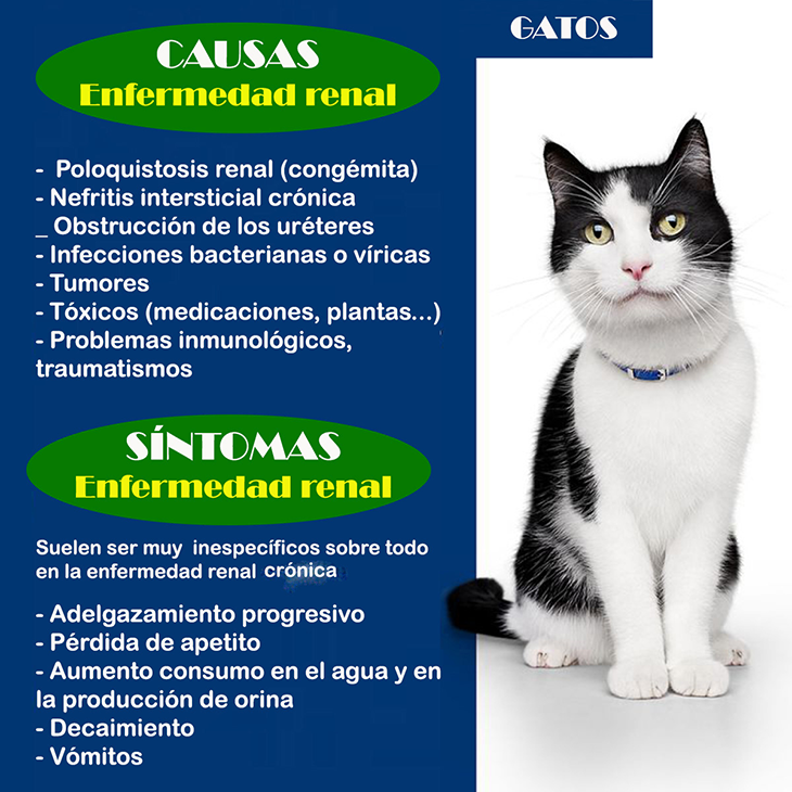 enfermedades renales gatos