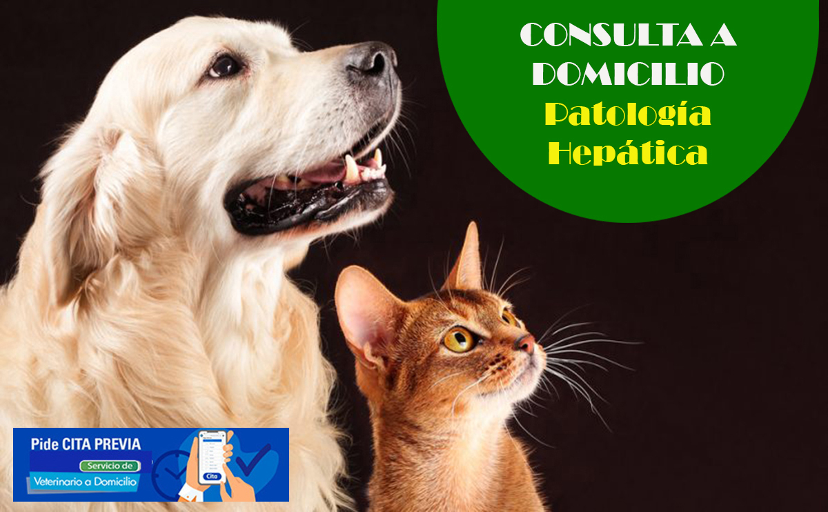 patologia y enfermdedades higado perros y gatos consulta veterinaria a domicilio