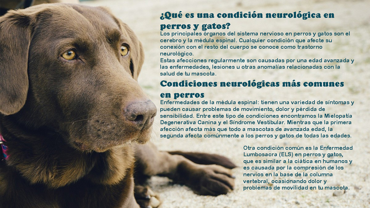 enfermedades neurologicas veterinario a domicilio perros y gatos