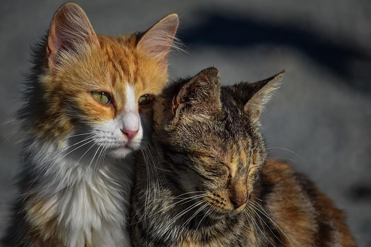 sintomas enfermedades oncologicas gatos