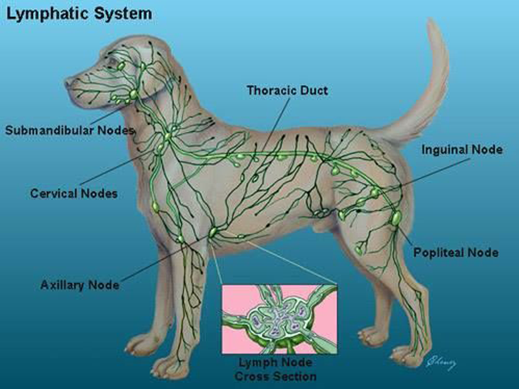 consulta veterinaria enfermedades sistema linfatico en perros y gatos