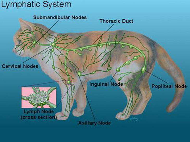 consulta veterinaria enfermedades sistema linfatico perros y gatos