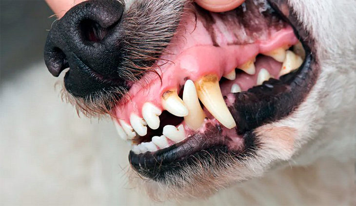 sintomas enfermedades bucales perros