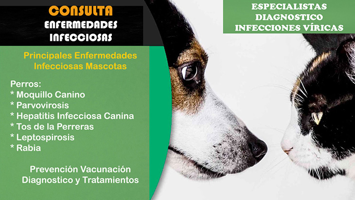 Consulta veterinaria a domicilio enfermedades infecciosas viricas perros y gatos