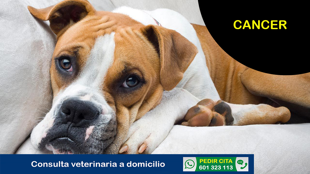 veterinario a domicilio consulta cancer canino