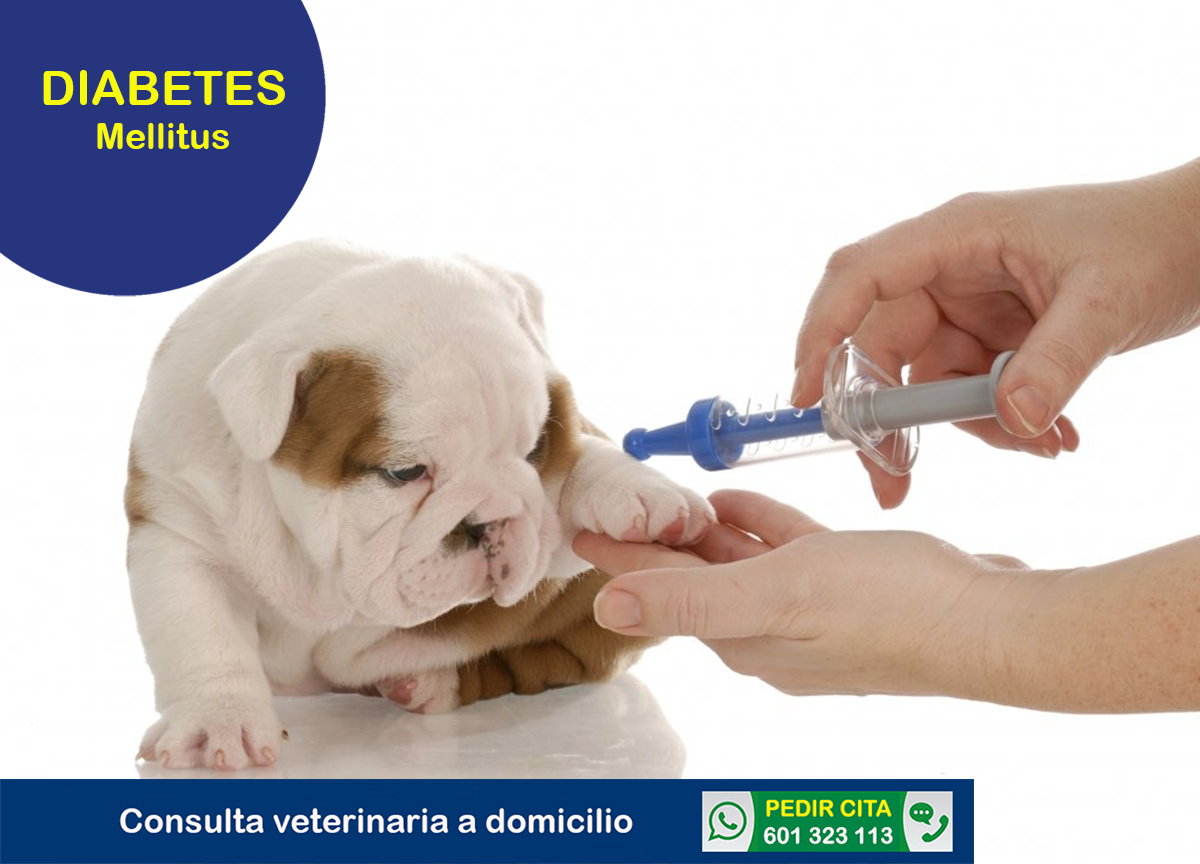 veterinario a domicilio consulta para perros diabetes mellitus