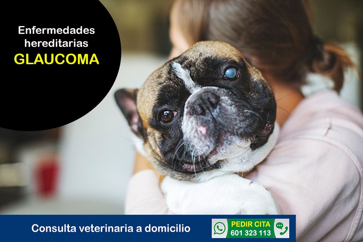 veterinario a domicilio glaucoma perros