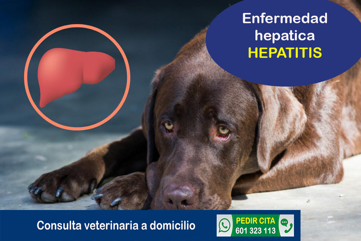 veterinario a domicilio consulta veterinaria hepatitis perros