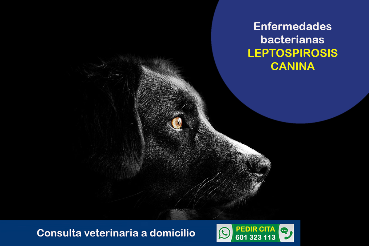 veterinario a domicilio consulta enfermedad bacteriana leptospirosis canina