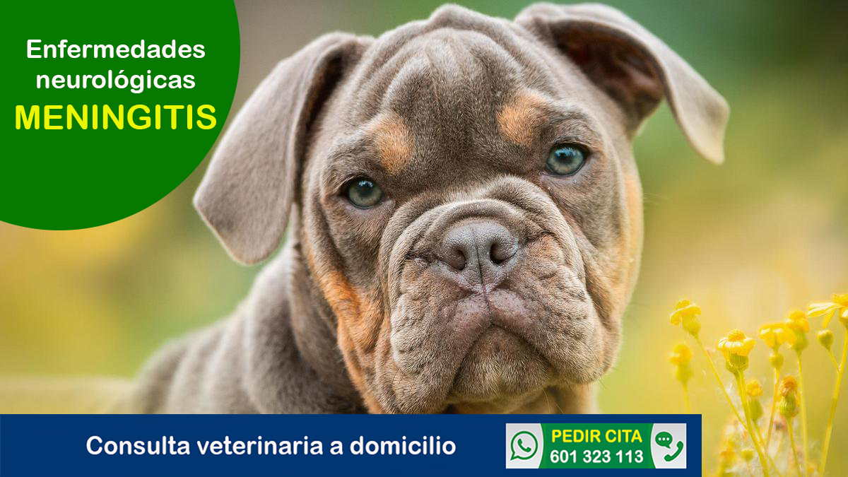veterinario a domicilio consulta neurologica meningitis perros